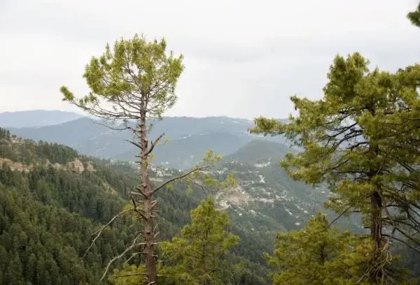 Murree