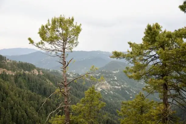 Murree